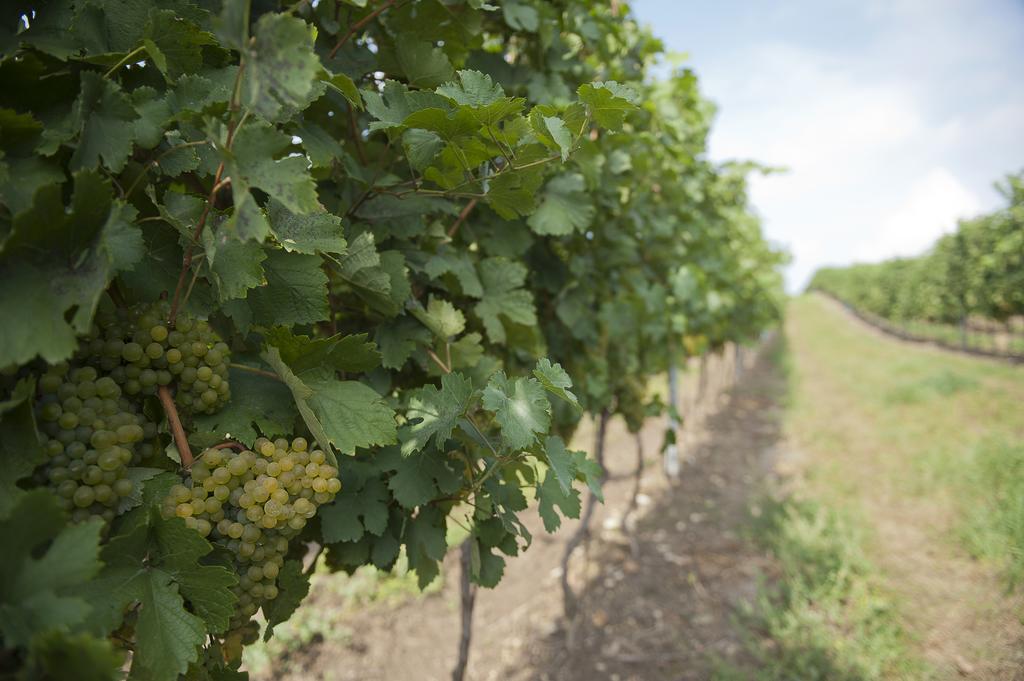 Weingut Martinshof Hotell Sankt Ulrich  Exteriör bild